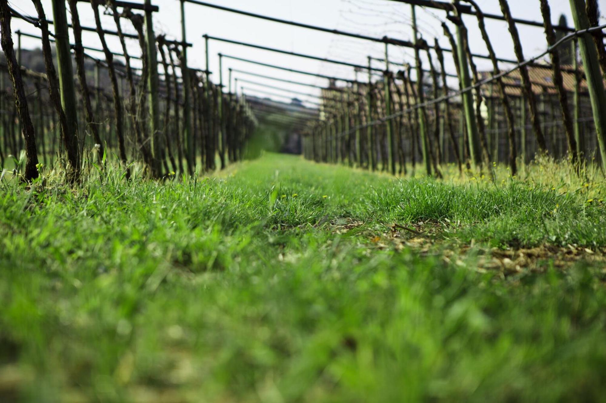Azienda Agrituristica Corteforte Fumane Exteriér fotografie